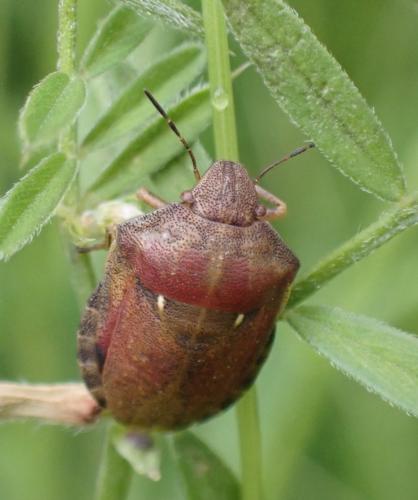Réf. 284 929 : Eurygaster testudinaria